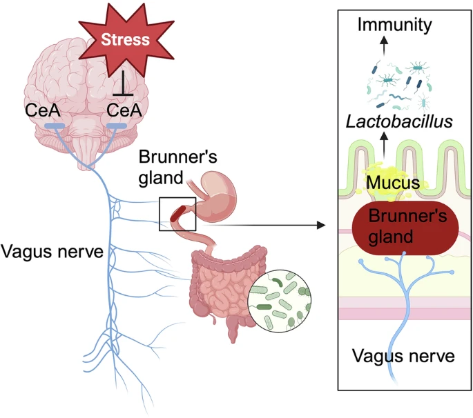 El estrés: un puente entre el cerebro y las enfermedades intestinales