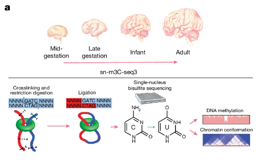 Multiómica 3D de Célula Única en el Desarrollo del Cerebro Humano