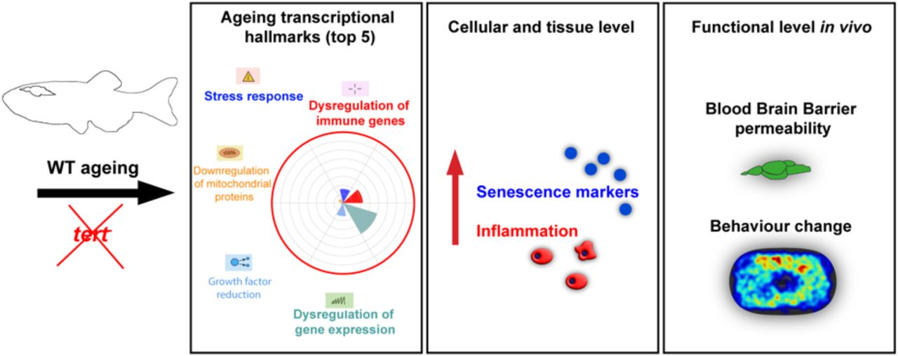 La telomerasa: una clave en el envejecimiento cerebral y la neuroinflamación según un modelo de pez cebra