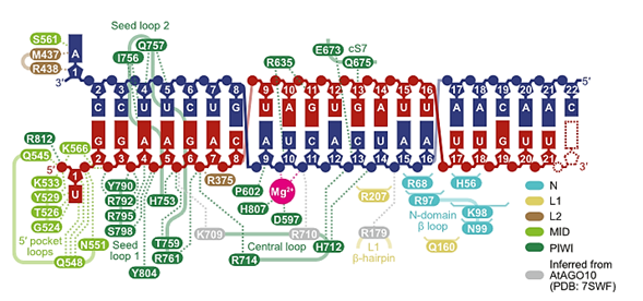 Análisis estructural de Argonauta 2