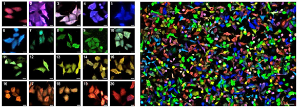 Muchos colores para la biología