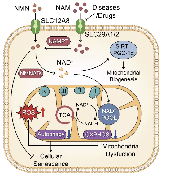 Descubren dos nuevos transportadores de nicotinamida (NAM) en células humanas