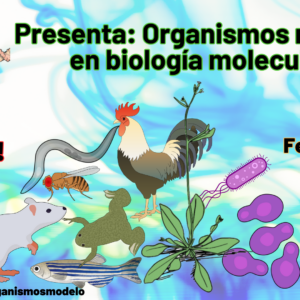 Curso de Organismos Modelo en Biología Molecular Febrero 2025