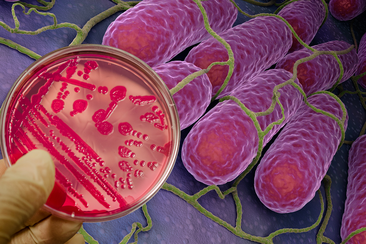 Desactivando a Salmonella: Descubren Molécula Sintética que Bloquea su Regulador Central de Virulencia