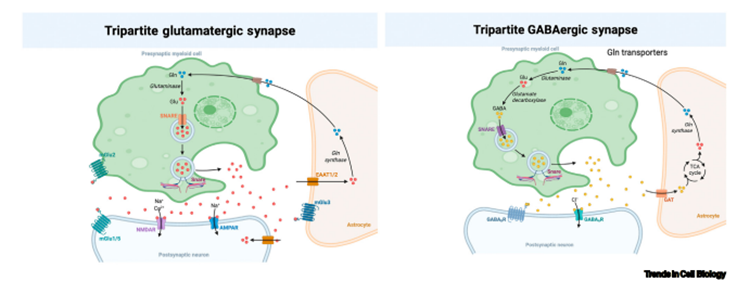  ¡Células Inmunes que Hablan Idioma Neuronal! Macrófagos Sorprenden al Mundo Científico con Comportamientos Inesperados