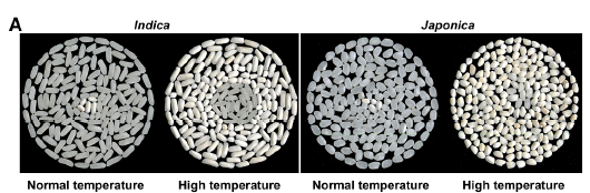 Descubren el ‘Interruptor’ Genético Secreto del Arroz que Mejora Calidad y Cosecha Bajo Calor Extremo