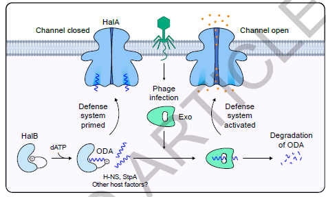 El Dragón Guardián Molecular: Descubren “Hailong”, la Ingeniosa y Pre-armada Defensa Bacteriana Contra Virus