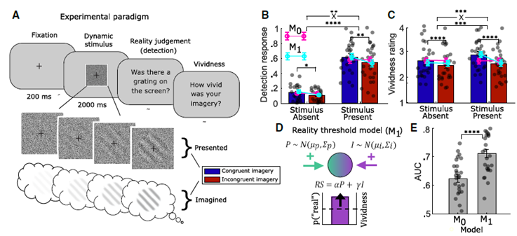 ¿Realidad o Ficción? Científicos Descubren Cómo el Cerebro Decide Qué es Real y Qué es Solo Imaginación