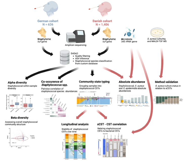 Vecinos Cercanos: Un Mapa de Alta Resolución de los Estafilococos en Nuestra Nariz Revela Comunidades Estables y sus Interacciones Clave