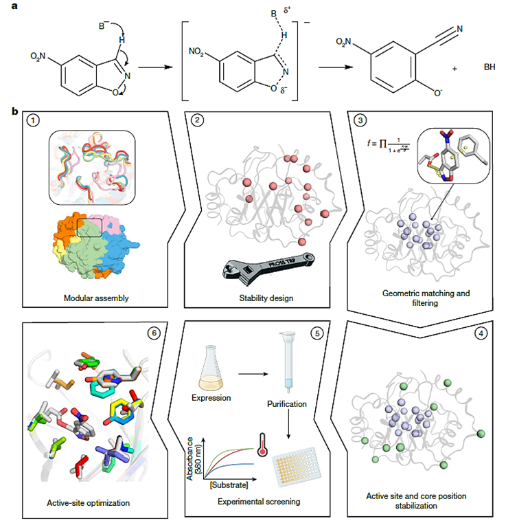 ¡Enzimas a la Carta! Logran Diseñar por Computadora Enzimas Artificiales tan Eficientes como las Naturales, un Hito para la Biocatálisis