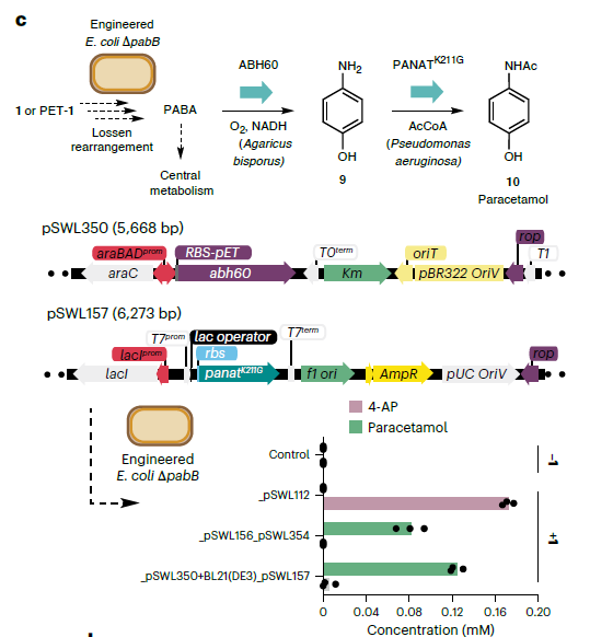 ¡Química Sintética Dentro de Bacterias Vivas! Logran que E. coli Realice una Reacción Artificial para Producir Moléculas Valiosas y “Comer” Plástico