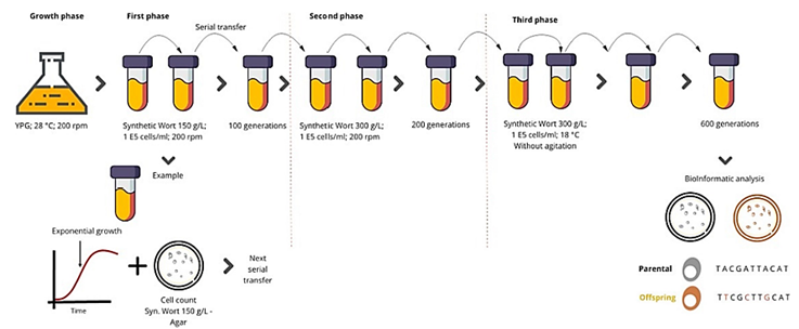 De la Viña a la Cervecería: Científicos Usan Evolución Adaptativa para Transformar Levaduras de Vino Chilenas en Maestras Cerveceras