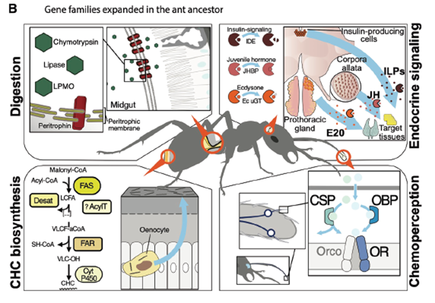 El Genoma Secreto de las Reinas y Obreras: Descifran Cómo las Hormigas Conquistaron el Mundo a Nivel Molecular