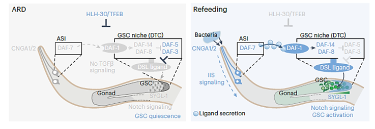 La Fuente de la Juventud Celular: Descubren un Interruptor Maestro que Protege a las Células Madre del Envejecimiento Durante la “Hibernación”