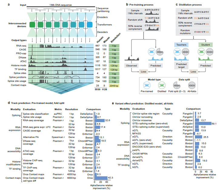 AlphaGenome: Google DeepMind Presenta un Modelo de IA que “Lee” el Código Regulador del ADN con una Precisión sin Precedentes
