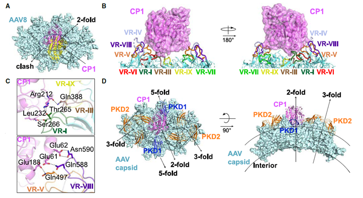 Descubierta una entrada celular nueva para Vectores Virales: El Nuevo Receptor AAVR2 Podría Hacer la Terapia Génica Más Segura y Eficiente