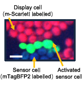 LEGO para Células: Crean un “Kit de Herramientas” para Programar Levaduras y Construir Organismos Multicelulares a la Carta