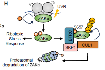 ¡No es tu ADN, son tus Ribosomas! Descubren la Verdadera Causa de la Inflamación por Quemaduras Solares