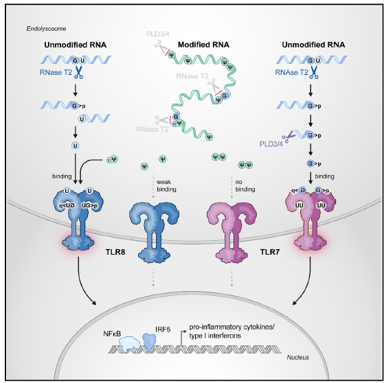 El “Disfraz de Invisibilidad” del ARNm: Descubren Cómo el ARN Modificado Engaña al Sistema Inmune para las Vacunas y Terapias del Futuro