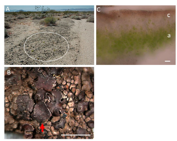 Escudos Solares Naturales: Líquenes del Desierto Demuestran que Exoplanetas con Intensa Radiación UVC Podrían Albergar Vida