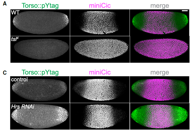 Espías Moleculares Revelan el Secreto de Cómo los Embriones Crean Patrones: Una Señal Local y Dinámica Genera un Gradiente Amplio y Estable