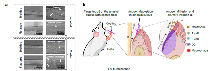  ¡Adiós a las Agujas! La Próxima Revolución en Aplicación de Vacunas Podría Estar en tu Hilo Dental