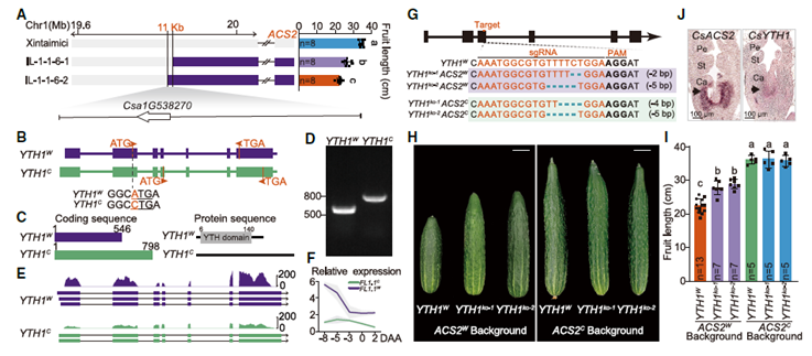El Secreto de la fruta del Pepino: Una Mutación “Silenciosa” y un Marcador de ARN Revelan la Clave de su Domesticación