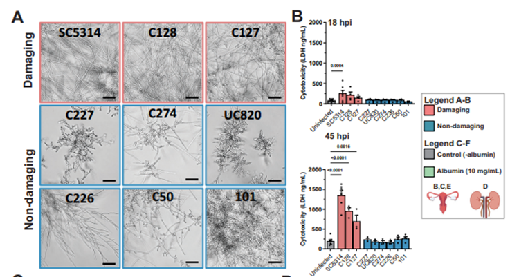 La Pista Oculta en la Sangre: La Albúmina Despierta un Mecanismo de Ataque Secreto en el Hongo Candida albicans