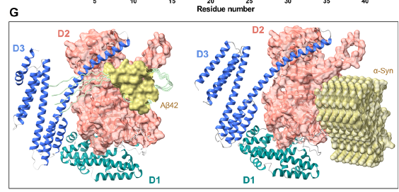  La Sorprendente Doble Vida de una Proteína Bacteriana: Cómo Helicobacter pylori Podría Combatir Enfermedades como el Alzheimer