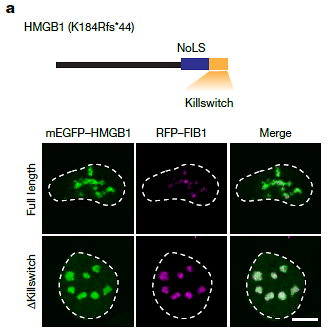 El “Interruptor Mortal”: Crean una Herramienta Molecular para ‘Congelar’ Células y Combatir Cáncer y Virus