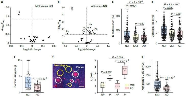 El Elemento Olvidado: La Deficiencia de Litio Emerge como un Desencadenante Clave del Alzheimer y una Nueva Esperanza Terapéutica