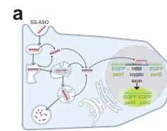 Científicos Descubren Cómo Aumentar la Eficacia de Terapias con Oligonucleótidos Manipulando el Tráfico Intracelular