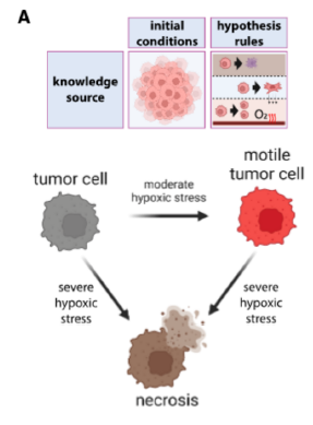 Traduciendo la Biología a Código: La Nueva “Gramática” que Crea Laboratorios Virtuales para Estudiar el Cáncer y el Desarrollo Cerebral