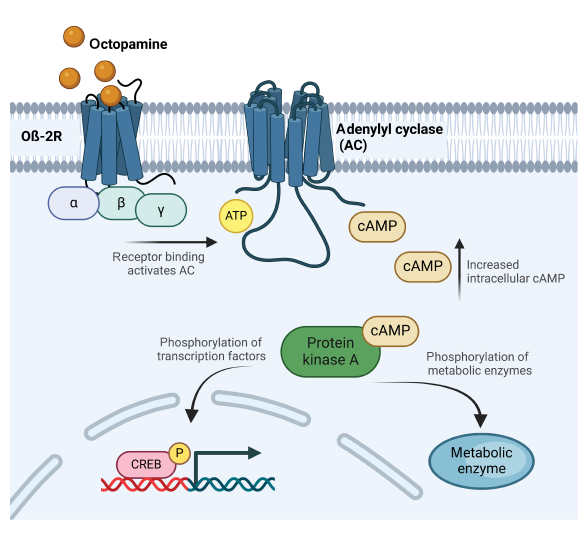 Vuelo de Supervivencia: Descubren que un Virus “Acelera” a las Abejas, Mientras Otro las Frena