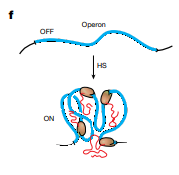 El Origami del ADN: Descubren las Reglas Fundamentales de Cómo se Pliega el Genoma Bacteriano para Silenciar Genes Invasores y Activar los Propios