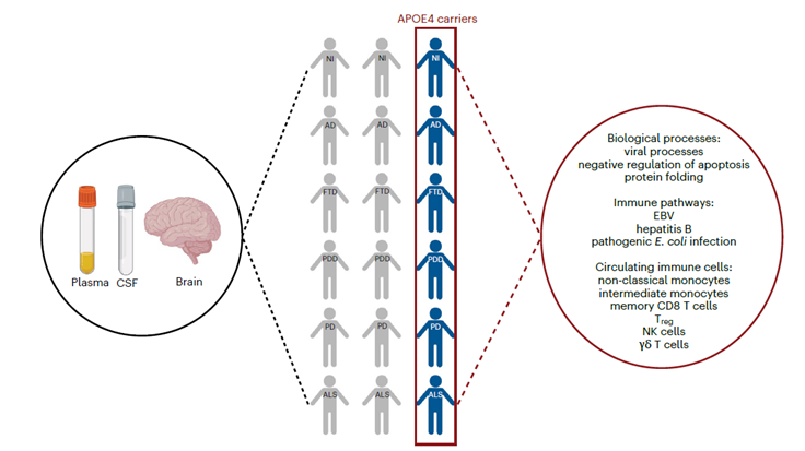 APOE4: De Gen de Riesgo para Alzheimer a Modulador Inmune Universal en Enfermedades Neurodegenerativas