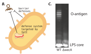 La Invasión en Dos Pasos: Cómo los Virus Bacterianos “Pelan las Capas” de las Defensas de E. coli