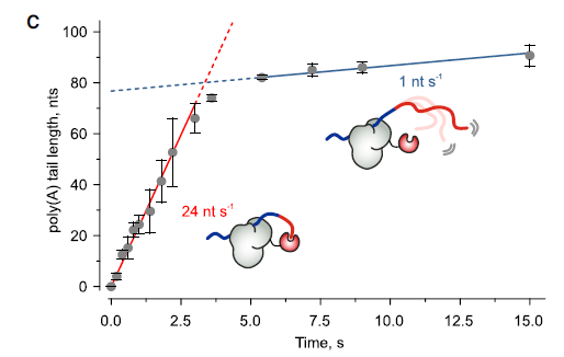 La “Regla Cinética”: Descubren el Ingenioso Cronómetro Molecular que Mide la Longitud de las Colas del ARNm