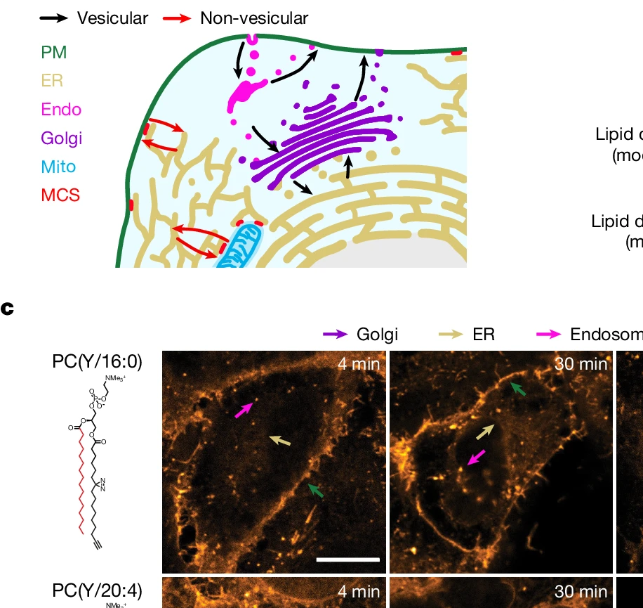 Desentrañando el Mapa Secreto del Tráfico Lipídico en Nuestras Células: Una Revelación Cuantitativa