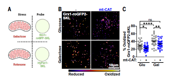 La Alianza Secreta de los Orgánulos: Descubren Cómo los Peroxisomas “Rescatan” a las Mitocondrias del Estrés Oxidativo Mediante el Contacto Directo