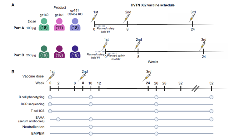 Una Nueva Esperanza en la Vacuna contra el VIH: La Tecnología ARNm Logra Generar los Anticuerpos “Difíciles de Conseguir”