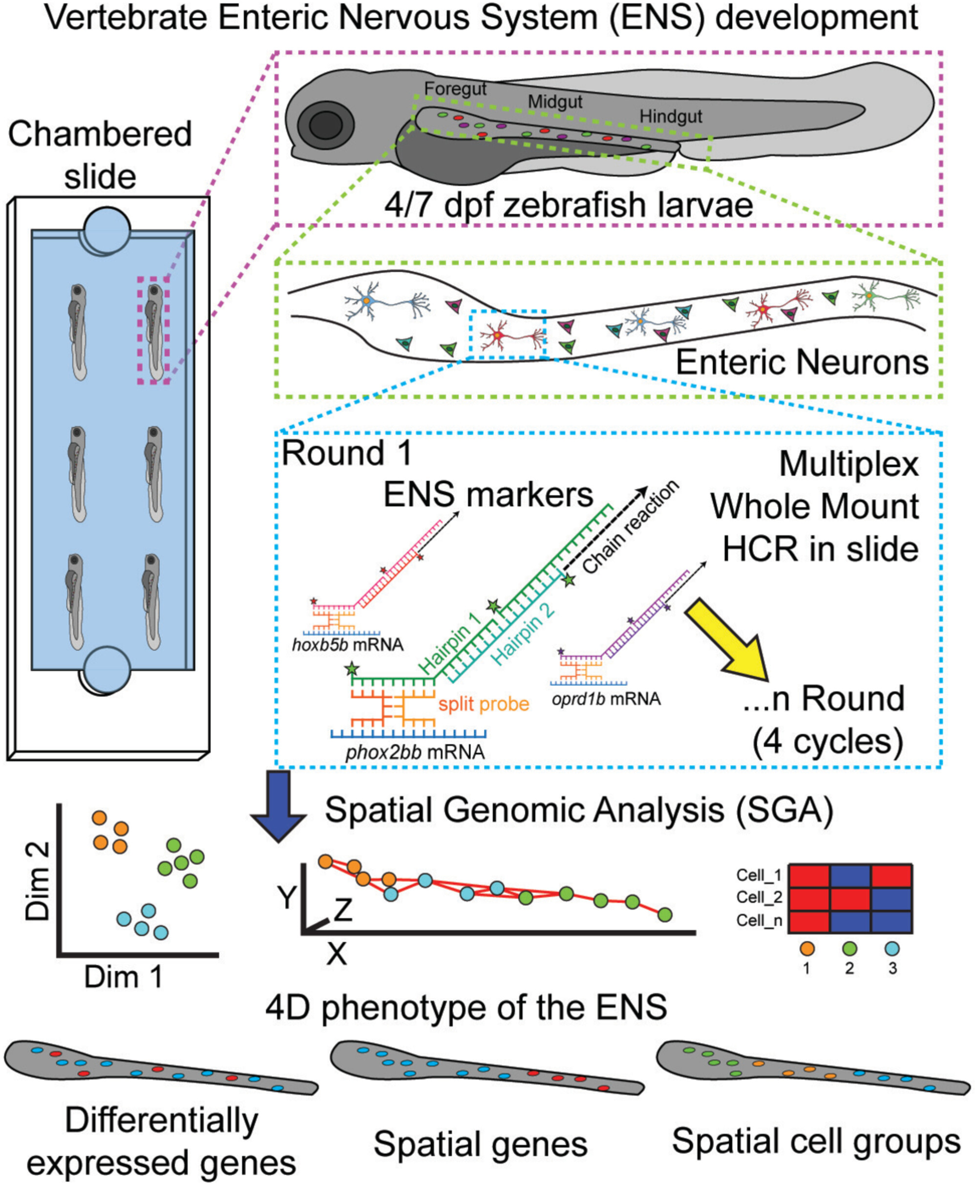 Crean el Primer Atlas 3D del “Segundo Cerebro” en el Intestino
