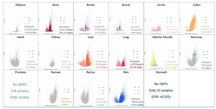 El Atlas del Envejecimiento: Crean el Mapa Epigenético Más Completo de 17 Tejidos Humanos y Revelan Secretos para la Longevidad