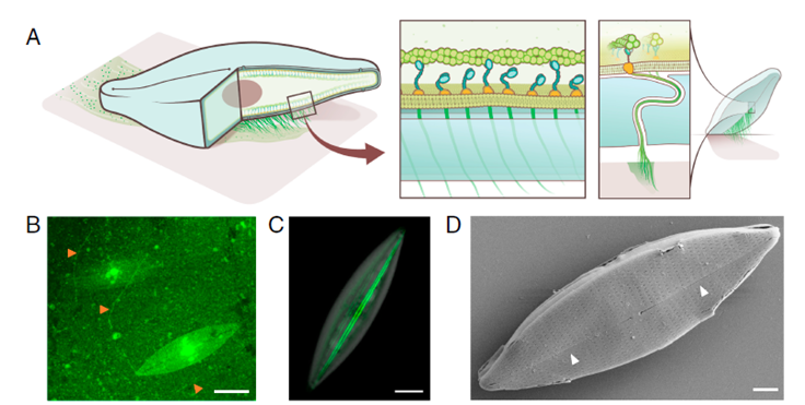 Patinando sobre hielo a -15°C: El superpoder secreto de las microalgas del Ártico