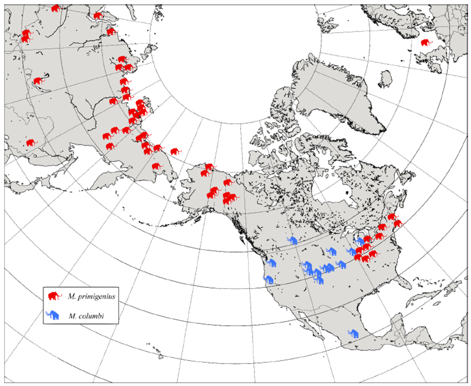  El Secreto Genético de los Gigantes del Valle de México: Mamuts de Santa Lucía Revelan un Linaje Perdido y Reescriben la Historia