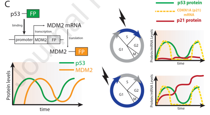 La Orquesta Celular: Cómo el “Guardián del Genoma” dirige la sinfonía de la vida y la muerte