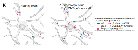 Las Autopistas Ocultas del Alzheimer: Descubren una Nueva Red de Nanotubos que Propaga la Enfermedades en el Cerebro