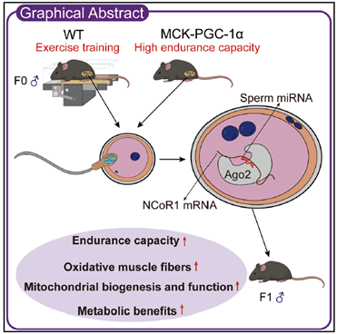 La Herencia del Esfuerzo Físico: Descubren cómo el ejercicio de un padre se transmite a sus hijos a través del esperma