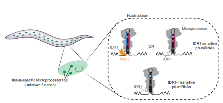 El Secreto de las Proteínas ‘Desordenadas’: Descubren el Brazo Flexible que Controla el Destino Celular