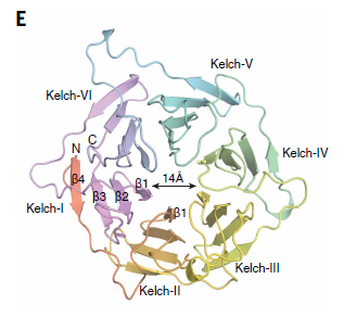El Abrazo de la Destrucción: Revelan el Secreto de Cómo la Célula Marca para Eliminar a la Proteína del Cáncer